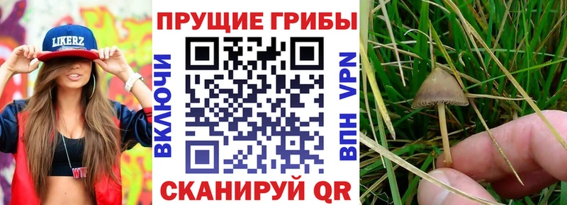 Псилоцибиновые грибы ЛСД  купить   kraken сайт  Чита 